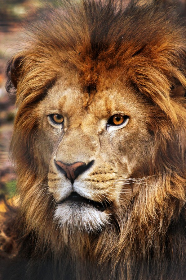 Lion-Around photoshop picture